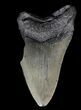 Partial, Megalodon Tooth - Georgia #56736-1